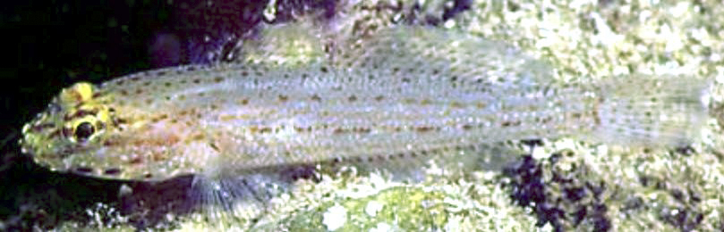 Gobius xanthocephalus_005